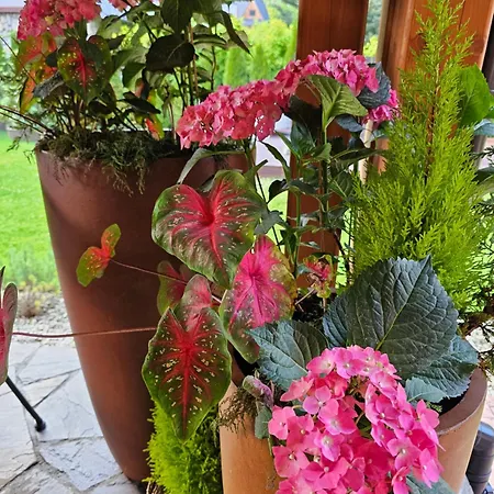 B&B Niedzwiedzia Garden & Sauna 3*